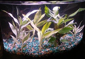 My new aquarium!